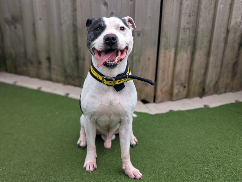 Staffordshire Bull Terrier for adoption in Cardiff, Glamorgan – 7 years old