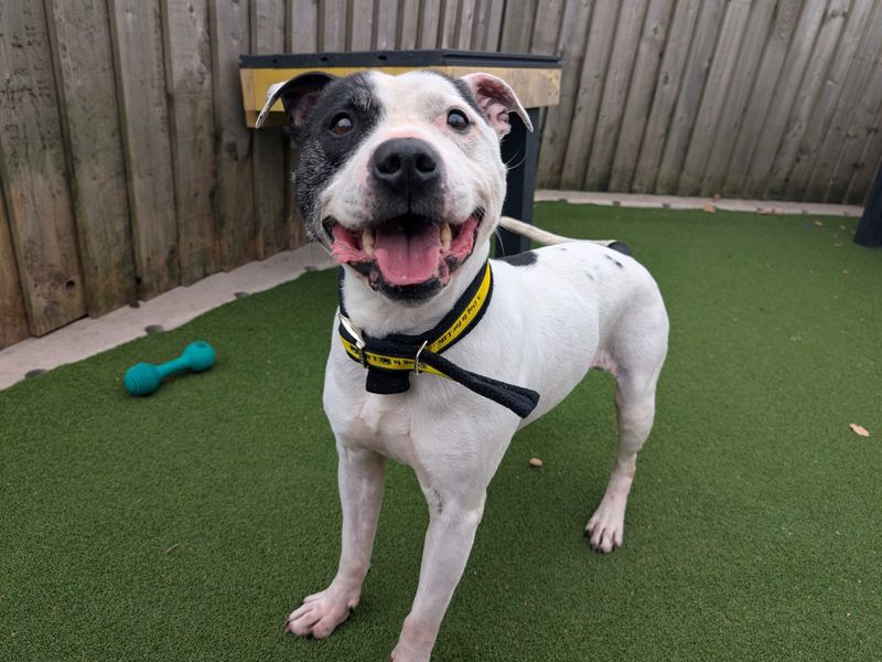 Staffordshire Bull Terrier for adoption in Cardiff, Glamorgan – 7 years old - Image 4 of 5