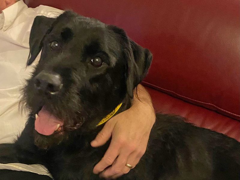 Thabo | Schnauzer (Giant) | Basildon (Essex) - 1
