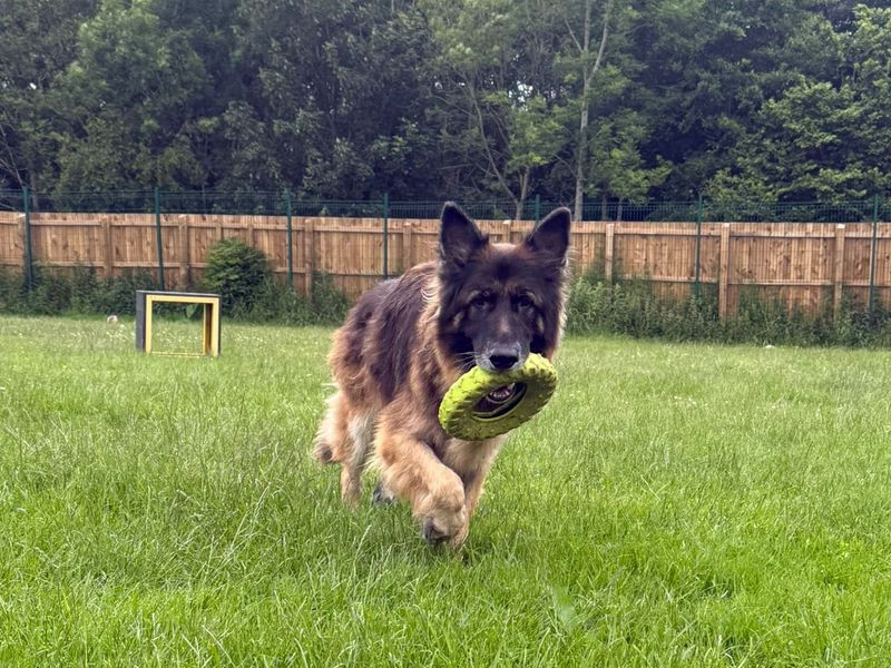 German Shepherd for adoption in West Calder, West Lothian – 9 years old - Image 3 of 3