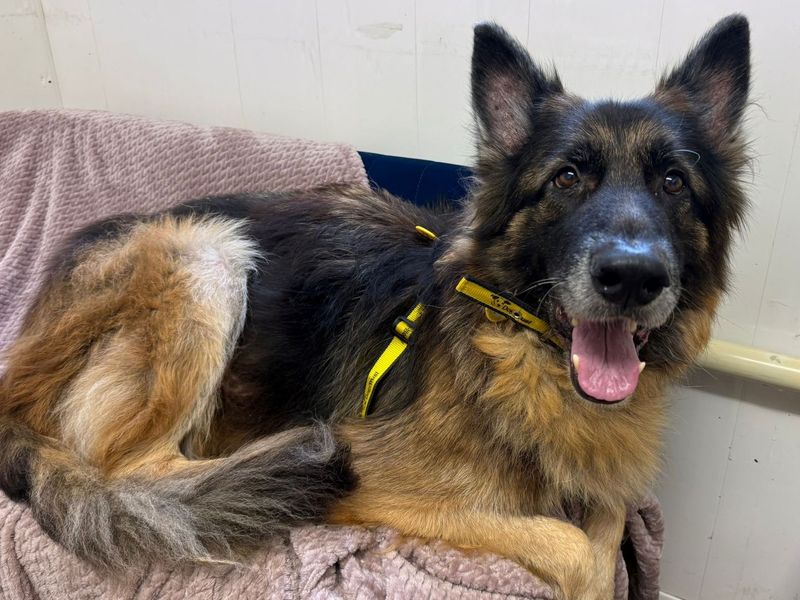 German Shepherd for adoption in West Calder, West Lothian – 9 years old