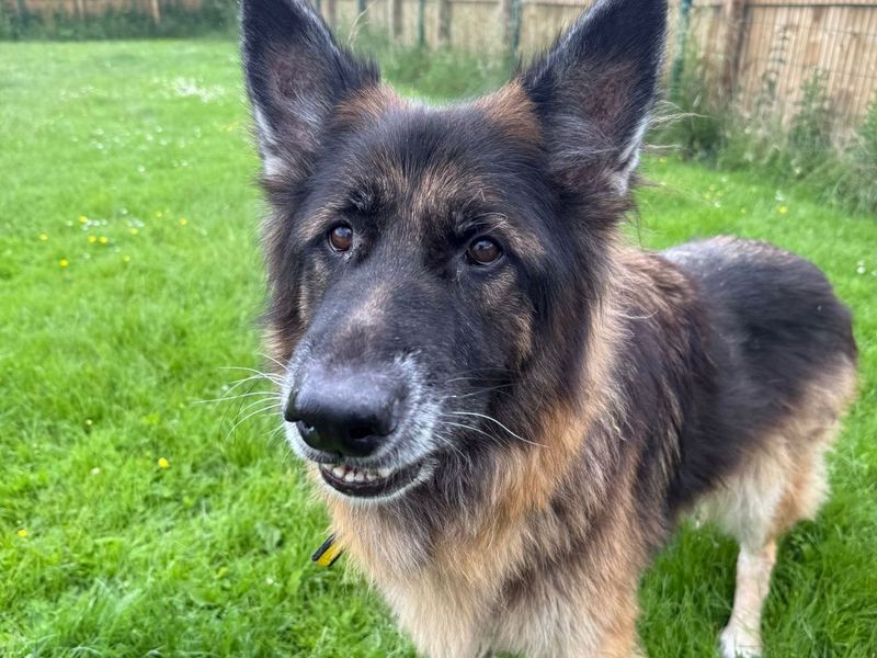 German Shepherd for adoption in West Calder, West Lothian – 9 years old - Image 2 of 3