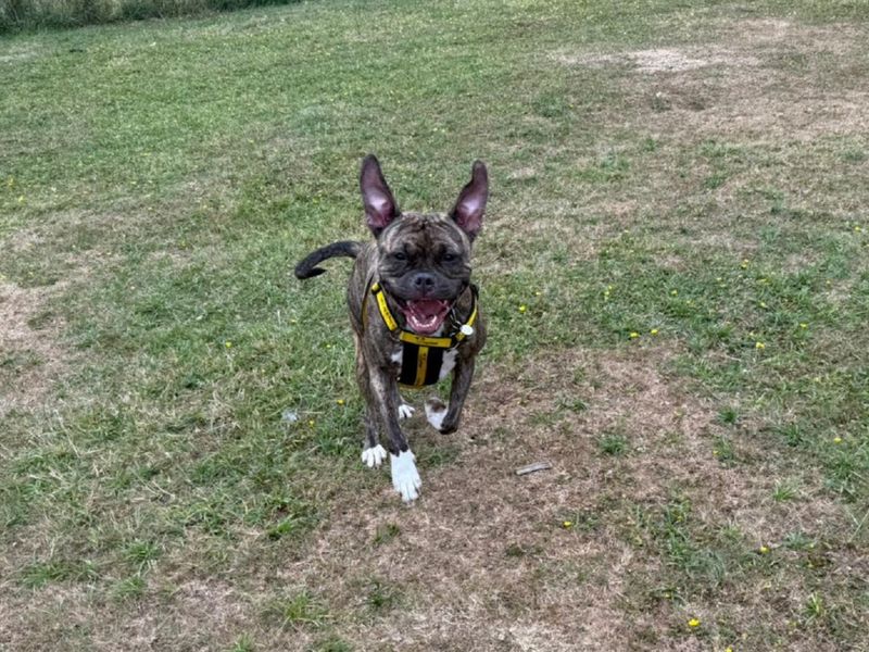 Staffordshire Bull Terrier for adoption in Chestfield, Kent – 1 year old