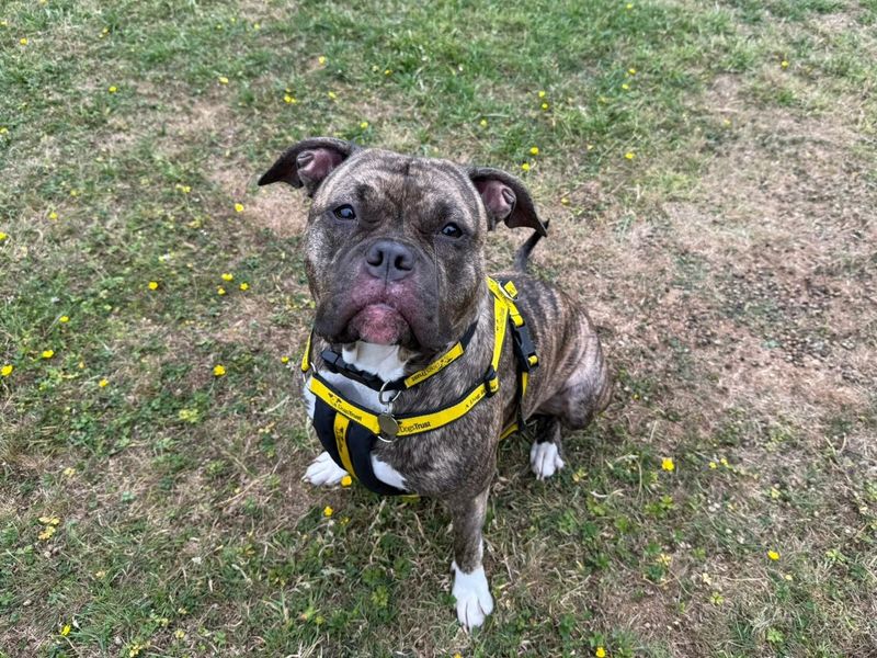 Boxer for adoption in Chestfield, Kent – 2 years old - Image 4 of 5