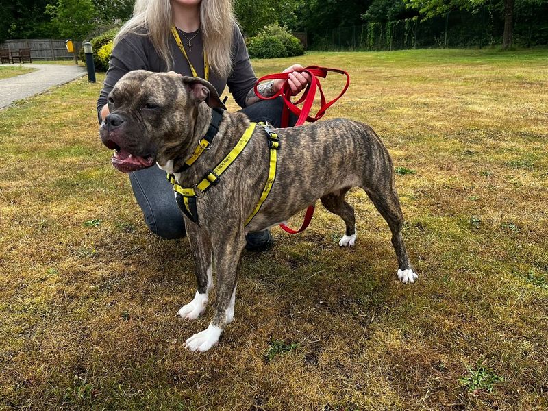 Boxer for adoption in Chestfield, Kent – 2 years old - Image 3 of 5