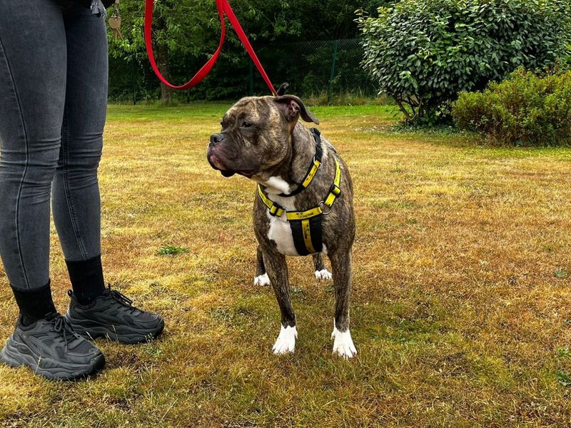 Boxer for adoption in Chestfield, Kent – 2 years old - Image 5 of 5