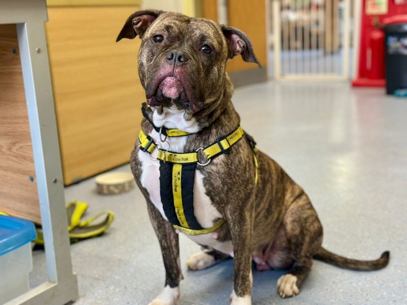 Boxer for adoption in Chestfield, Kent – 2 years old - Image 2 of 5