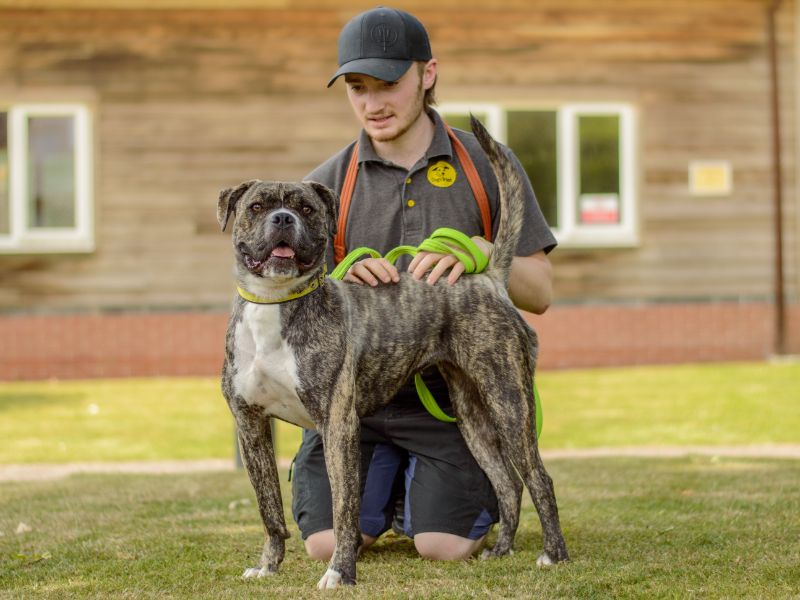 Boxer for adoption in Kenilworth, Warks – 1 year old