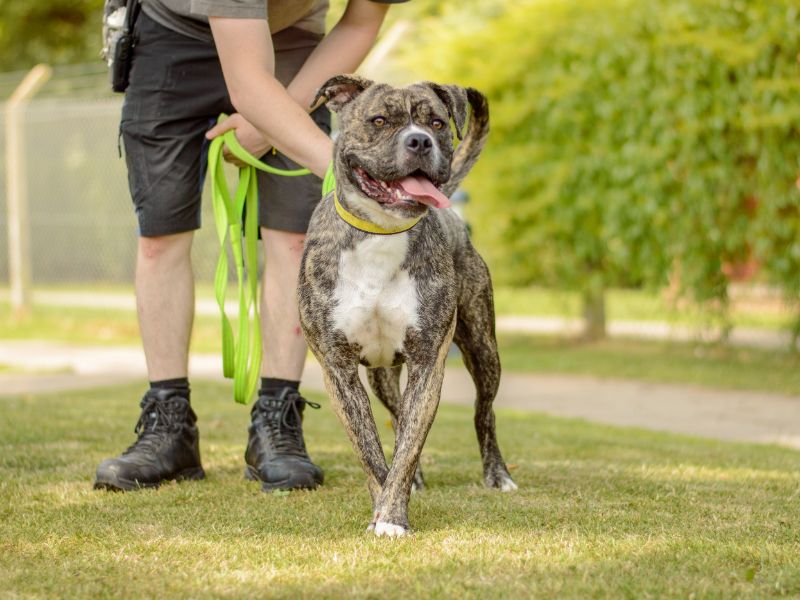 Boxer for adoption in Kenilworth, Warks – 1 year old - Image 4 of 5