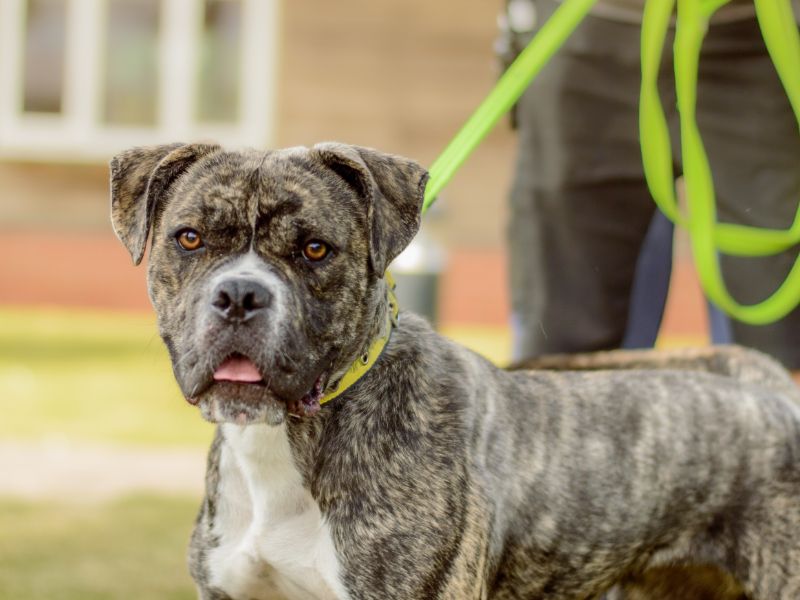 Boxer for adoption in Kenilworth, Warks – 1 year old - Image 5 of 5