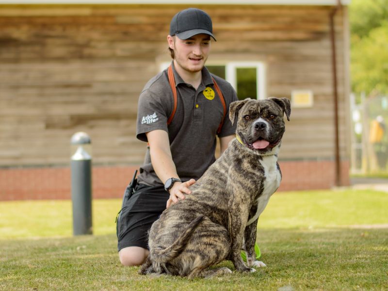 Boxer for adoption in Kenilworth, Warks – 1 year old - Image 3 of 5