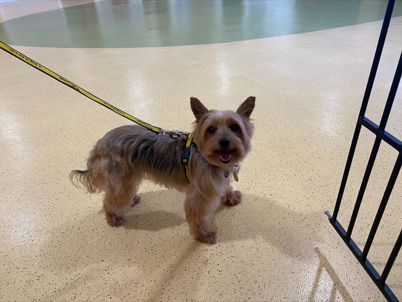 Yorkshire Terrier for adoption in Manchester, Greater Manchester – 10 years old