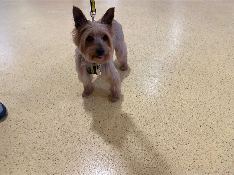 Yorkshire Terrier for adoption in Manchester – 10 years old - Image 2 of 2