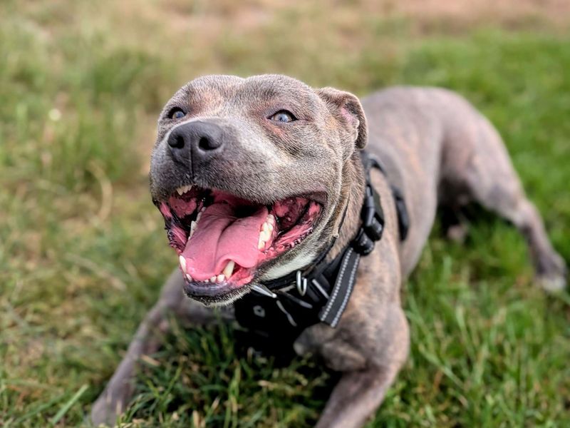 Staffordshire Bull Terrier for adoption in Cardiff, Glamorgan – 1 year old - Image 3 of 4