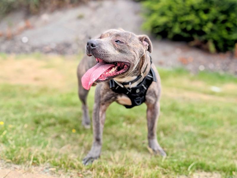 Staffordshire Bull Terrier for adoption in Cardiff, Glamorgan – 1 year old