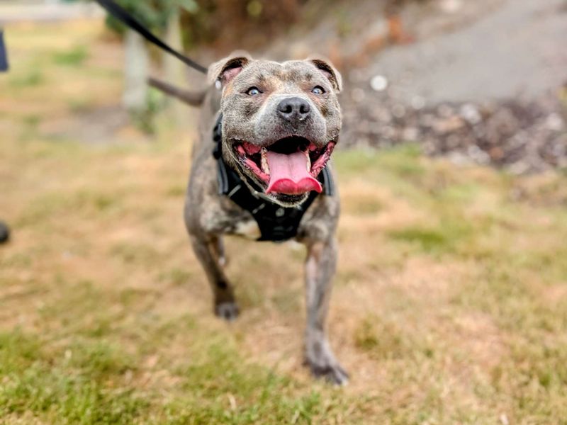 Staffordshire Bull Terrier for adoption in Cardiff, Glamorgan – 1 year old - Image 2 of 4