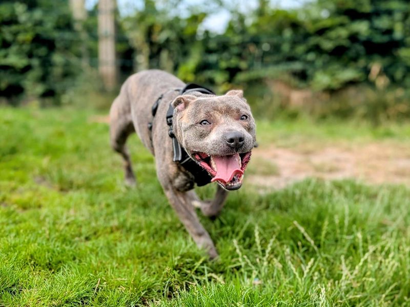 Staffordshire Bull Terrier for adoption in Cardiff, Glamorgan – 1 year old - Image 4 of 4