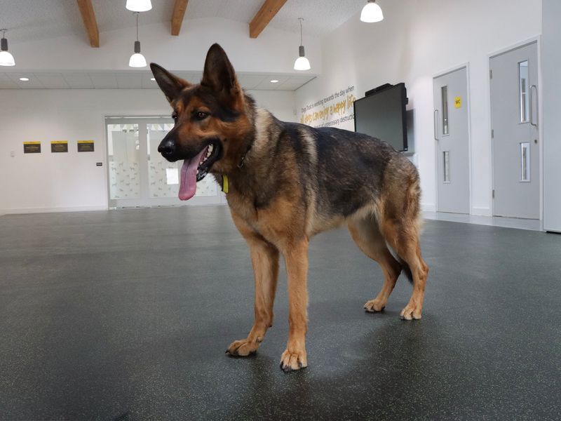 German Shepherd for adoption in Evesham, Worcestershire – 1 year old - Image 4 of 5