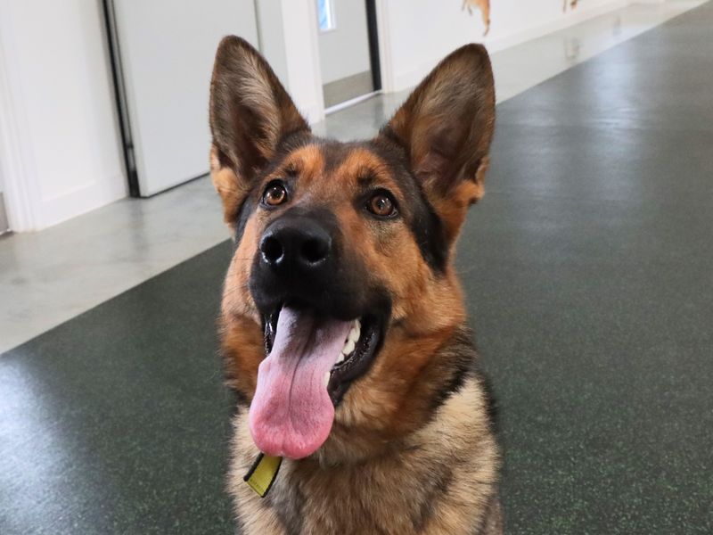 German Shepherd for adoption in Evesham, Worcestershire – 1 year old
