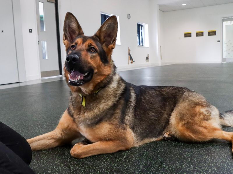 German Shepherd for adoption in Evesham, Worcestershire – 1 year old - Image 3 of 5