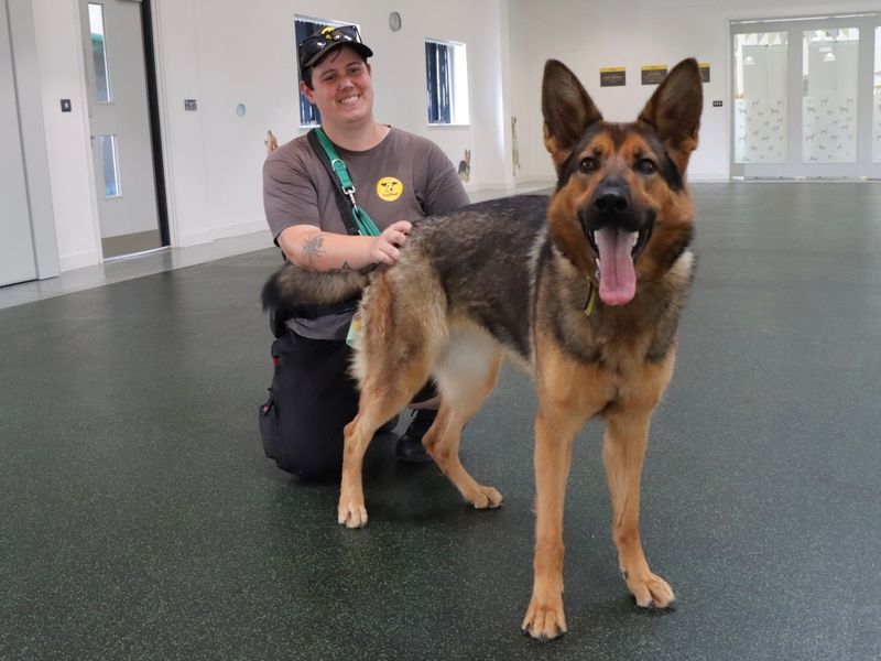 German Shepherd for adoption in Evesham, Worcestershire – 1 year old - Image 2 of 5