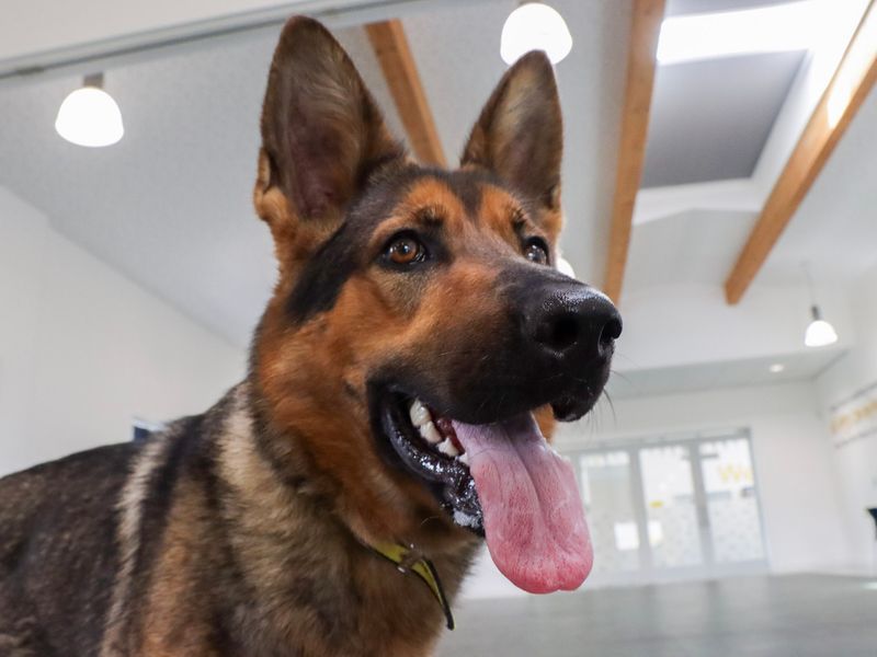German Shepherd for adoption in Evesham, Worcestershire – 1 year old - Image 5 of 5