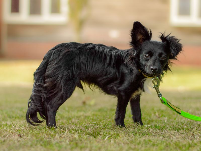 Fruit bat | Crossbreed | Kenilworth (West Midlands) - 1