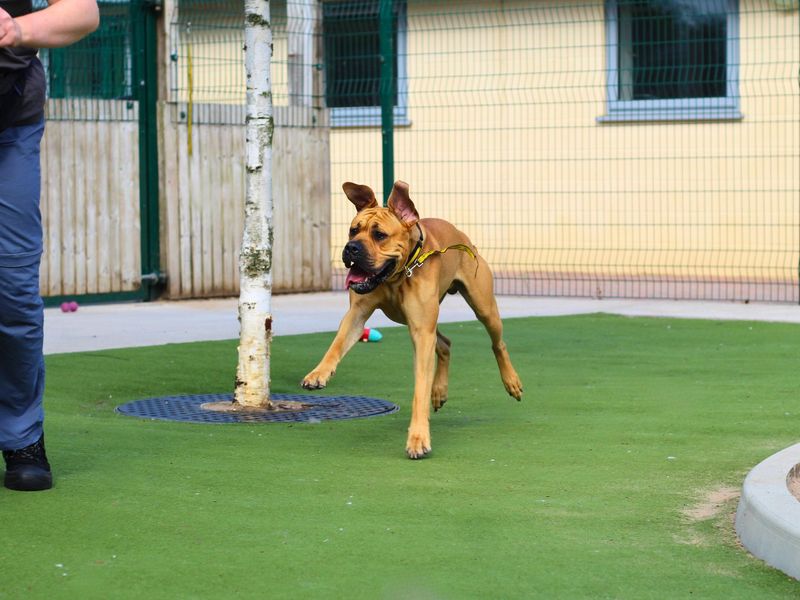 Simba for sale in Manchester, Greater Manchester