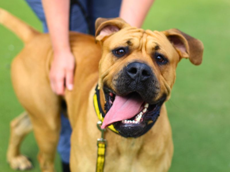Simba for sale in Manchester, Greater Manchester - Image 3