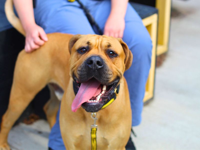 Simba for sale in Manchester, Greater Manchester - Image 4