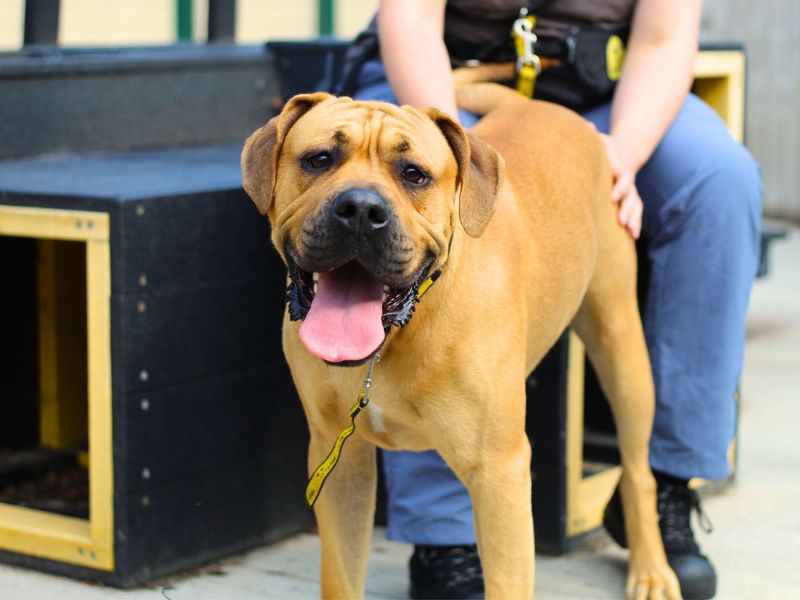 Simba for sale in Manchester, Greater Manchester - Image 2