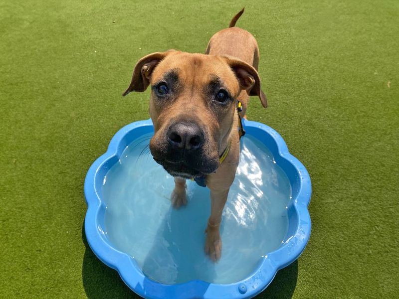 Nora | Mastiff | Basildon (Essex) - 1
