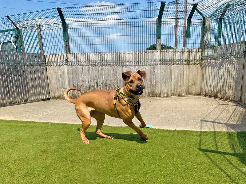 Mastiff for adoption in Wickford, Essex – 2 years old - Image 3 of 3