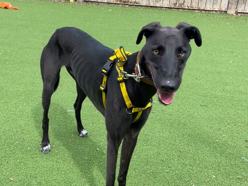 Howell | Lurcher | Loughborough - 1