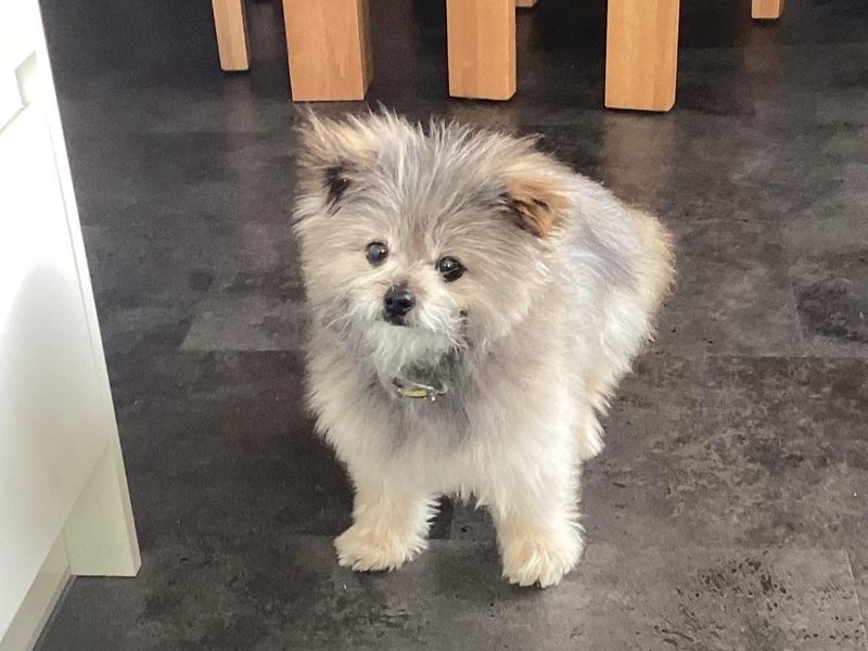 undefined | Pomeranian | undefined - 2