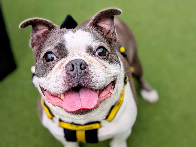 Jackson | Terrier (Boston) | Cardiff - 1