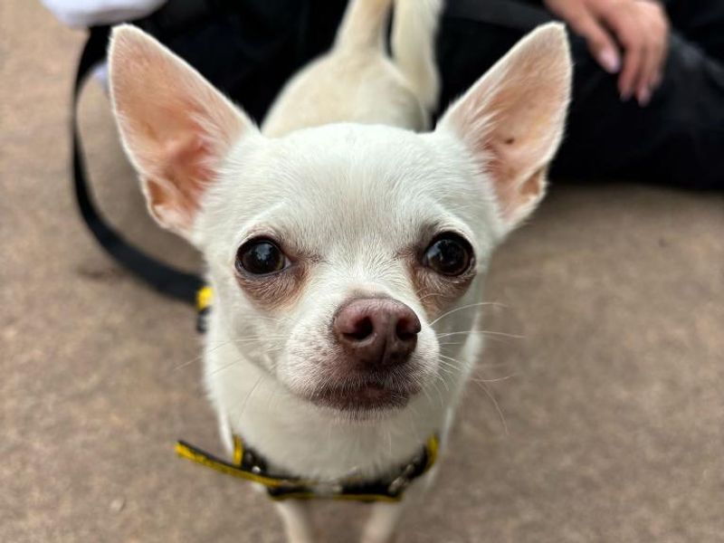 Chihuahua for adoption in Telford, Shropshire – 7 years old - Image 2 of 2