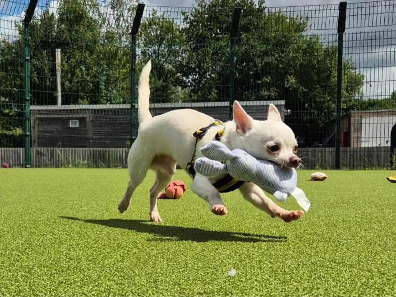 Chihuahua for adoption in Telford, Shropshire – 7 years old