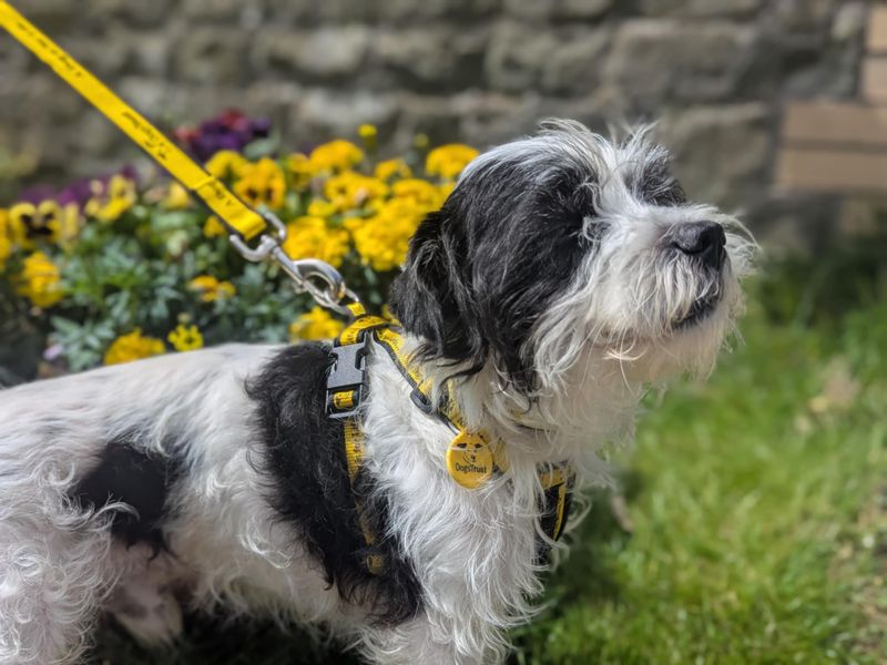 Bobby | Spaniel (Cavalier King Charles) Cross | Bridgend (Wales) - 1