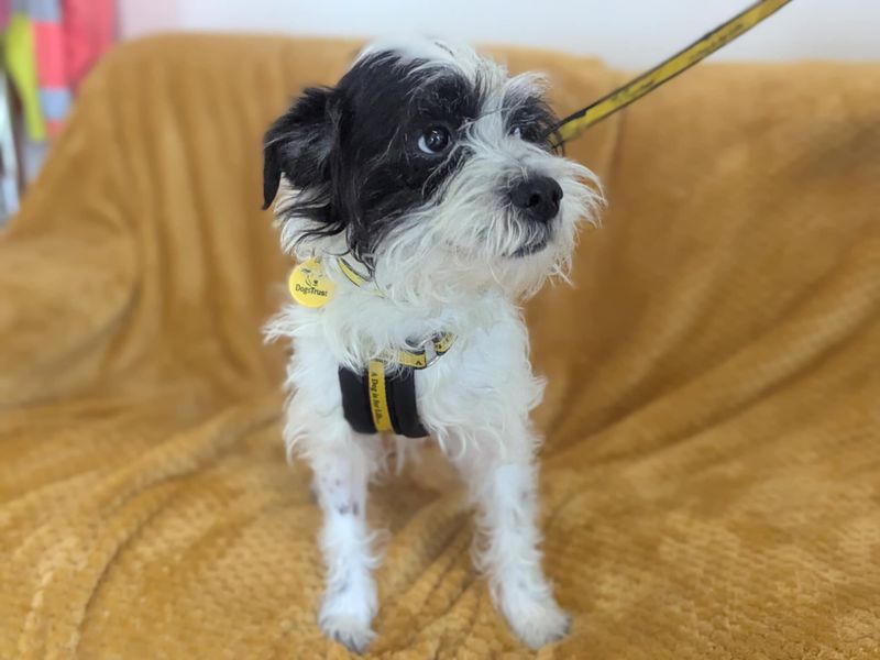 Cavalier King Charles Spaniel for adoption in Mid Glamorgan, Wales – 6 years old - Image 2 of 2