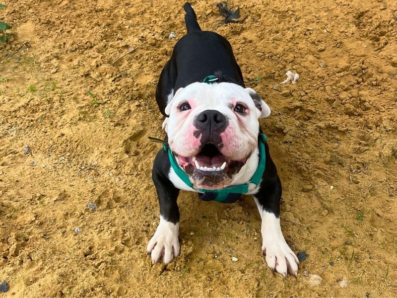 English Bulldog for adoption in Newton Tony, Wiltshire – 1 year old - Image 4 of 4