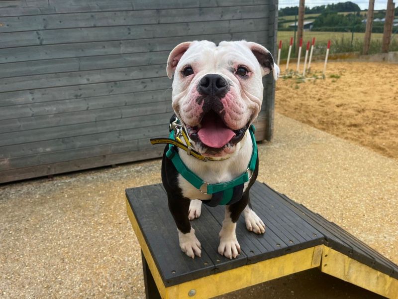 English Bulldog for adoption in Newton Tony, Wiltshire – 1 year old - Image 2 of 4