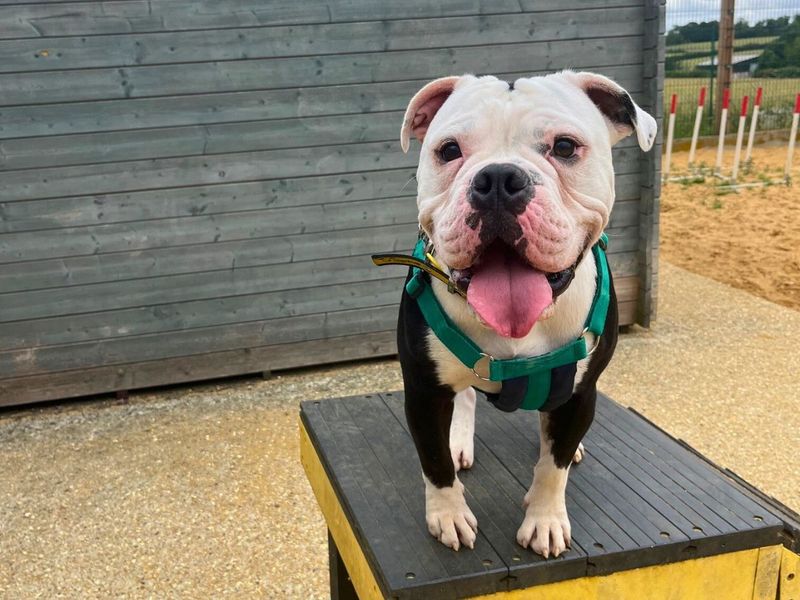 Staffordshire Bull Terrier for adoption in Newton Tony, Wiltshire – 1 year old