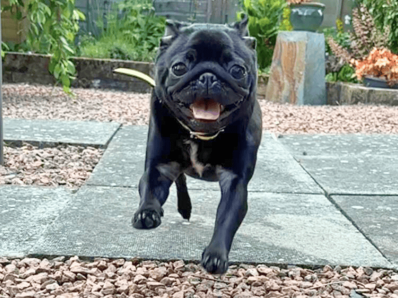Pug for adoption in , – 1 year old - Image 3 of 4