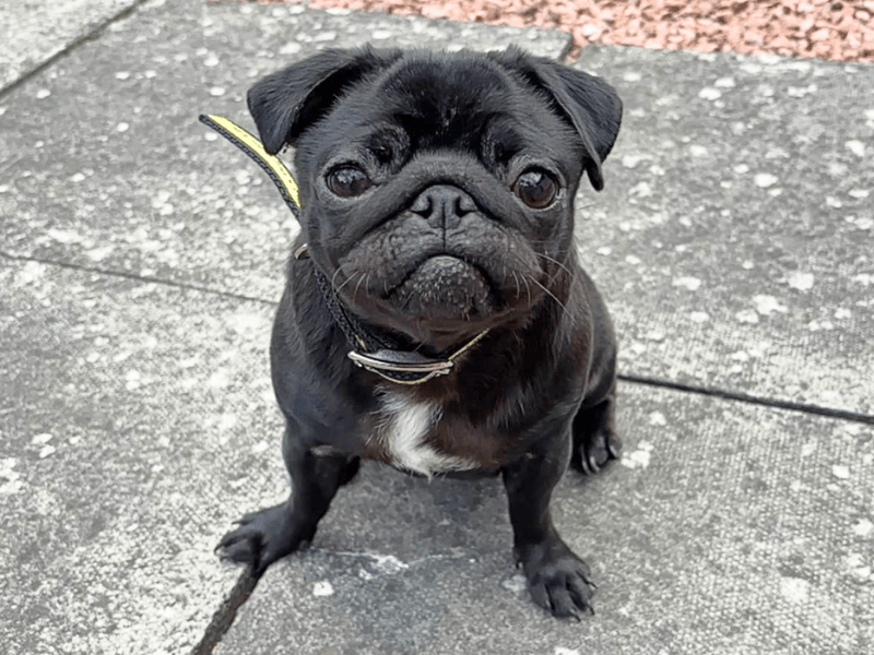 Lola | Pug | Dundee rehoming - 1