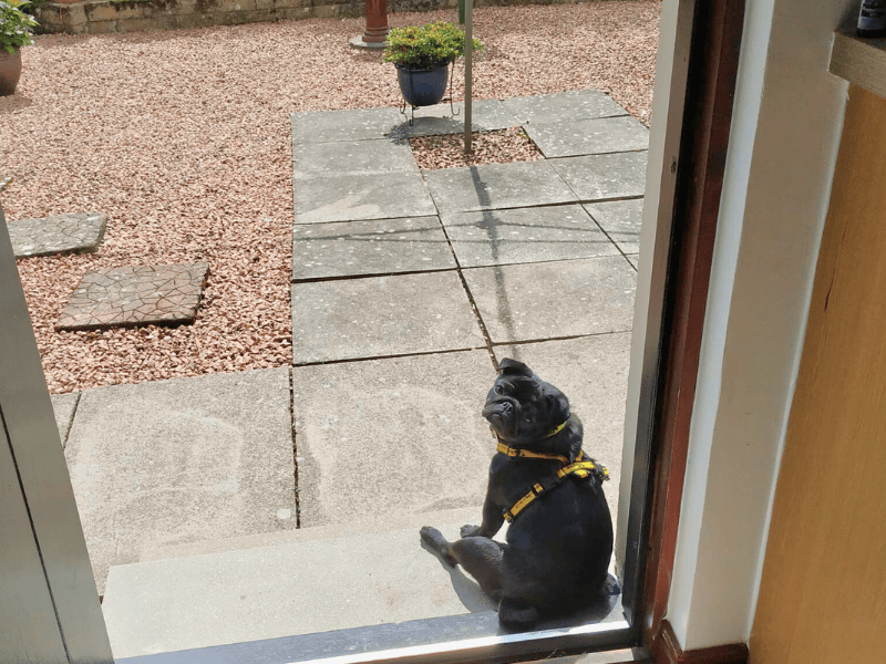 Pug for adoption in , – 1 year old - Image 4 of 4