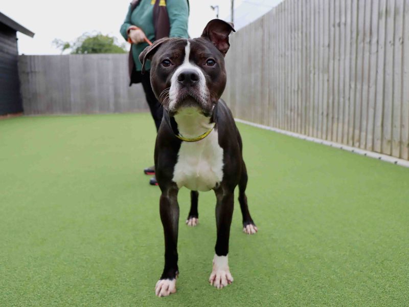 Staffordshire Bull Terrier for adoption in Sadberge, Co Durham – 2 years old - Image 2 of 3