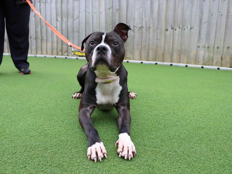 Staffordshire Bull Terrier for adoption in Sadberge, Co Durham – 2 years old - Image 3 of 3