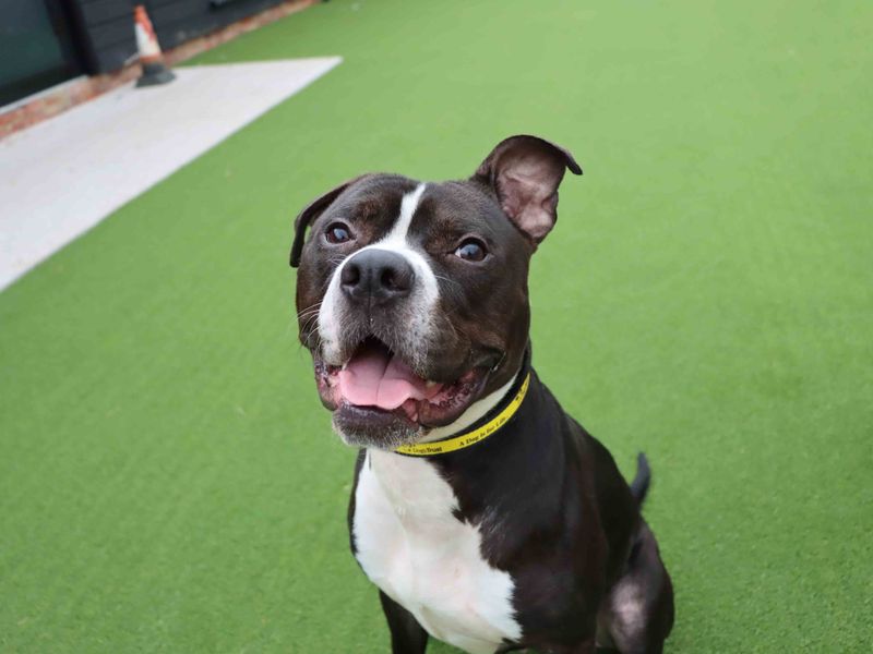 Staffordshire Bull Terrier for adoption in Sadberge, Co Durham – 2 years old
