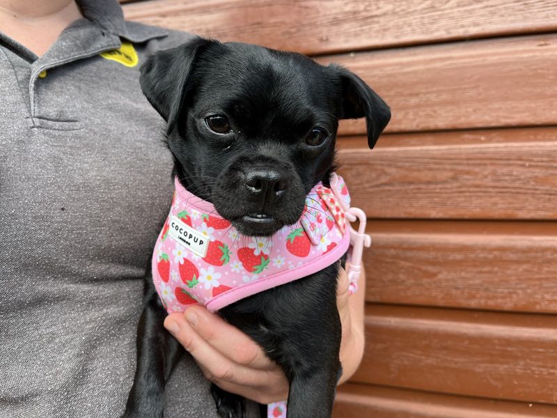 Peggy | Pug Cross | Ilfracombe - 1